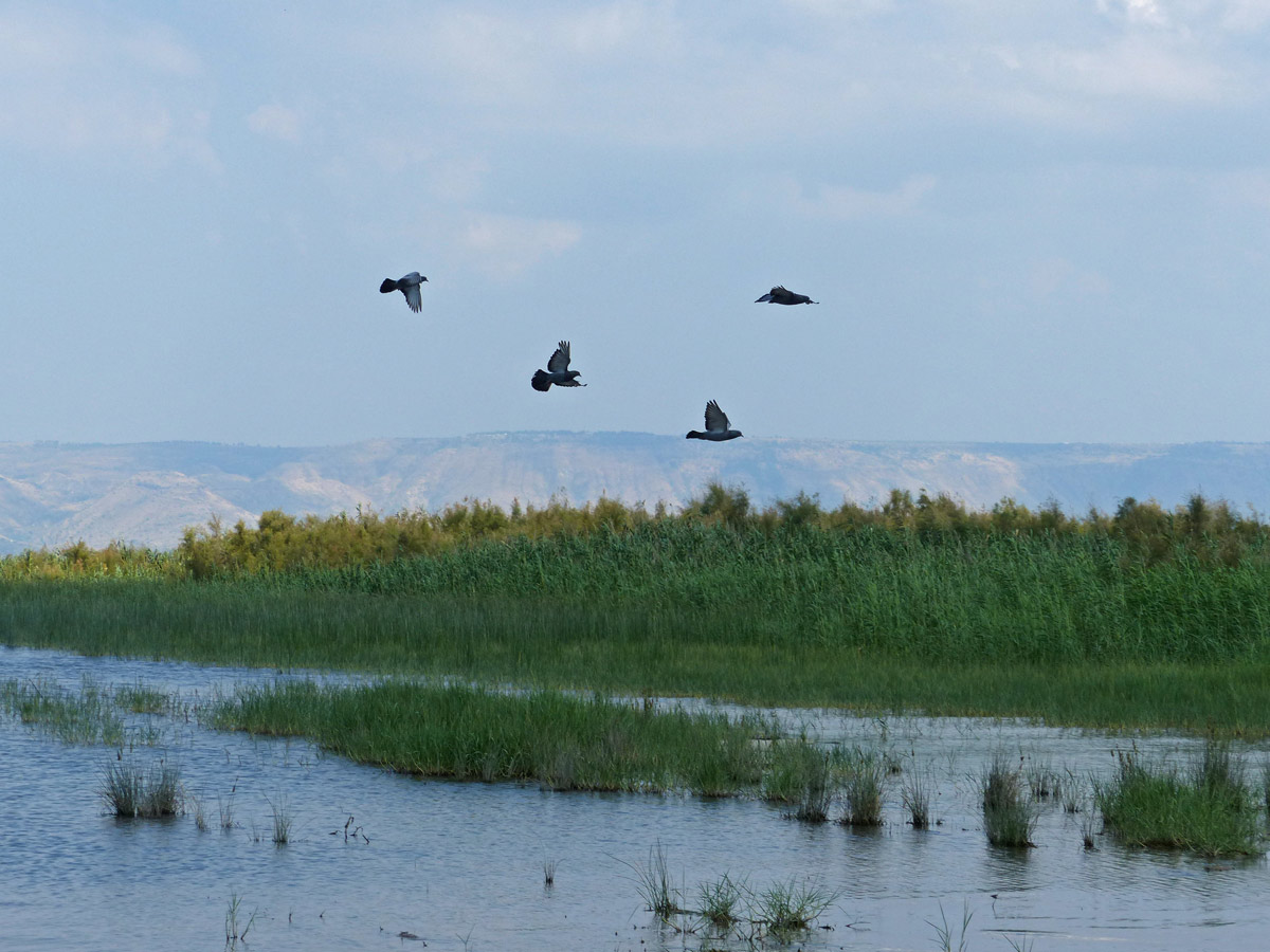 lac d etiberiades oiseaux